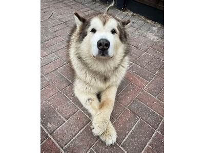 did phil the malamute die|Iba pa.